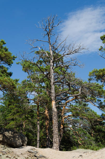 istock Pine sprouted among the rocks and stones on the mountain. 1029424906
