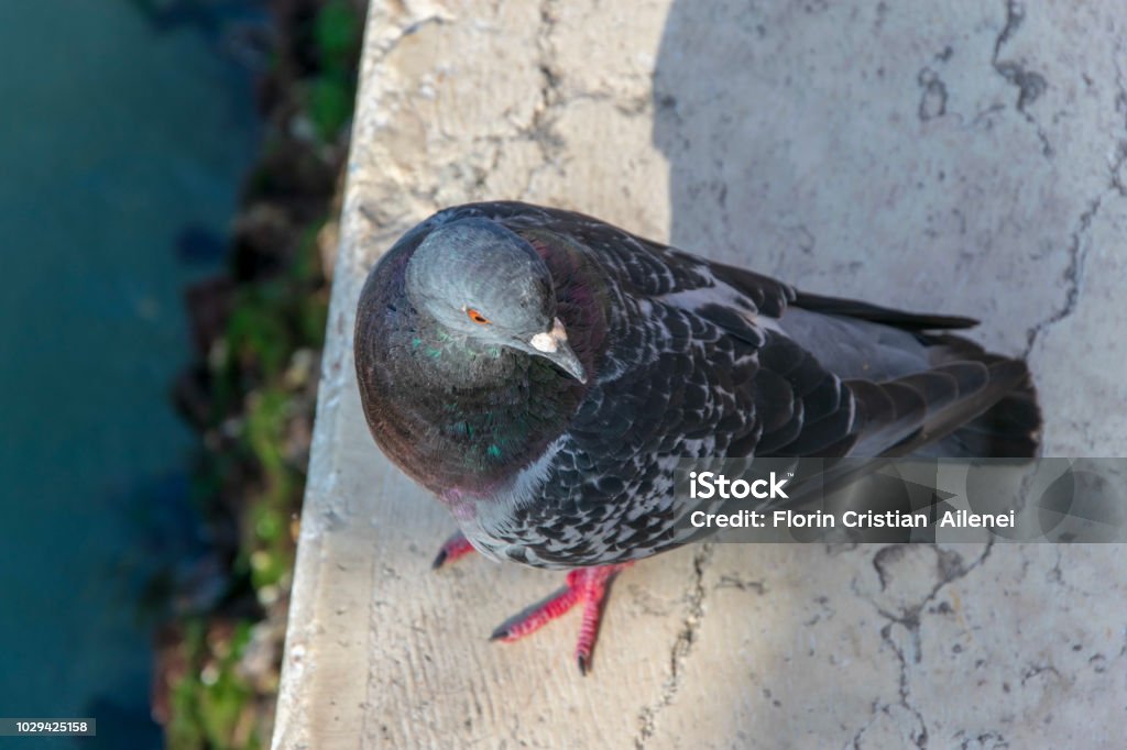 Pigeon close-up Picture of a Pigeon resting on the edge of the sidewalk at canal grande in venice italy 2015 Stock Photo