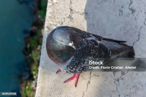 Pigeon Closeup Stock Photo - Download Image Now - 2015, Animal, Animal Antenna
