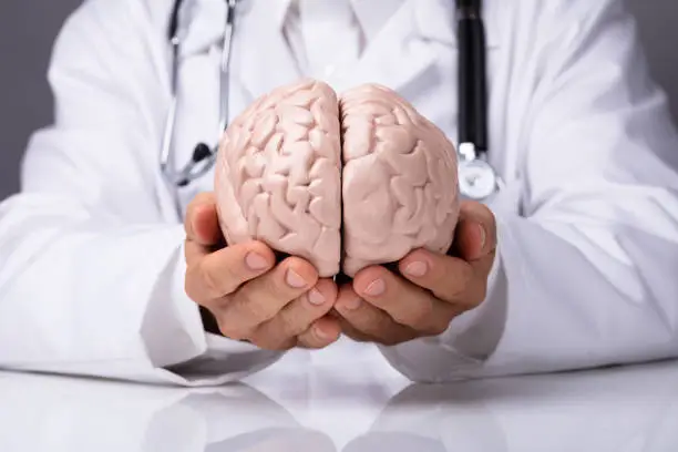 Photo of Doctor In Holding Human Brain Model