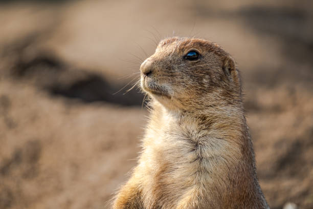 istock Beautiful prairie dog is looking anxiously and attentive. 1029428688