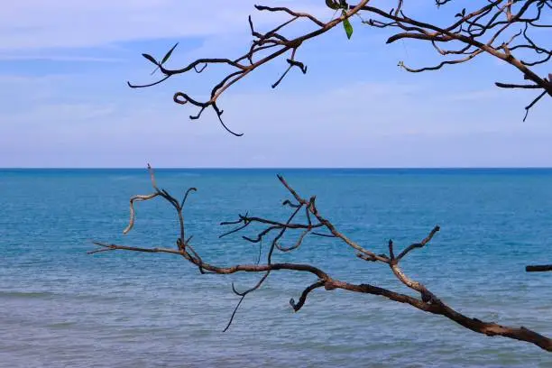 blue sky and sea with dry tree on the beach