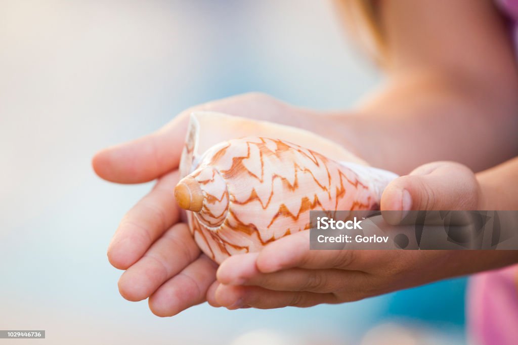 Seashell girl hands beach Holding Stock Photo