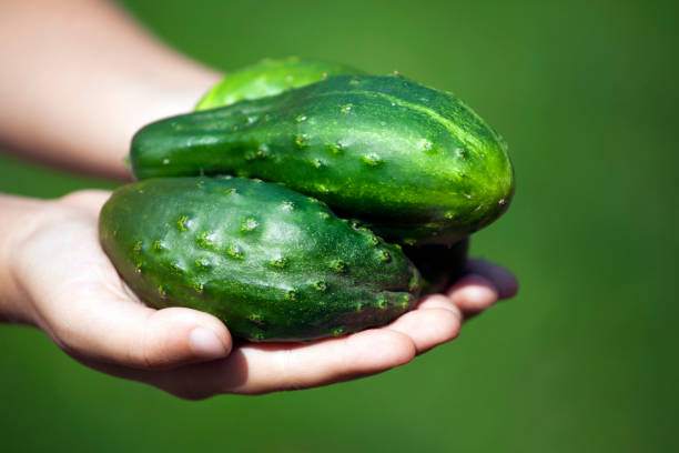 istock fresh Cucumber girl hands 1029449140