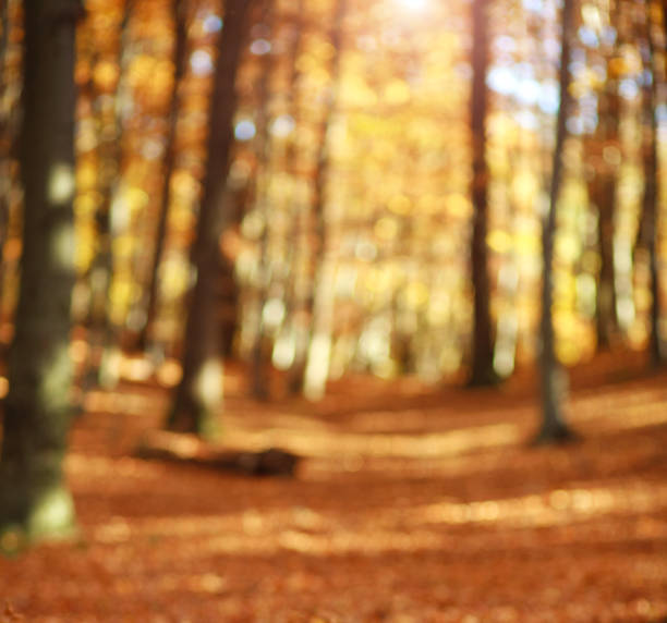 istock Blurred bokeh background of autumn forest at sunset 1029451428
