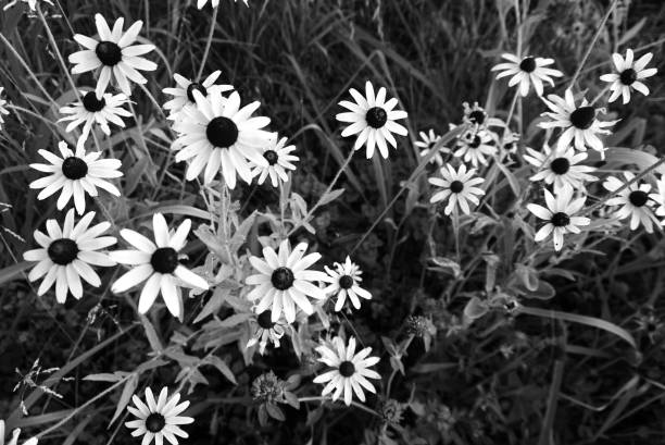 istock White field daisies in black and white style 1029455108