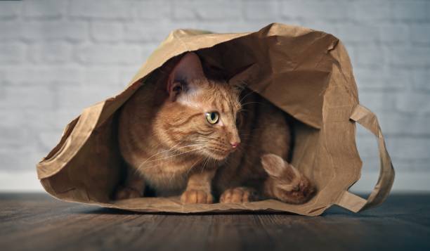 istock Cute ginger cat sitting in a paper bag and looking curious sideways. 1029461138