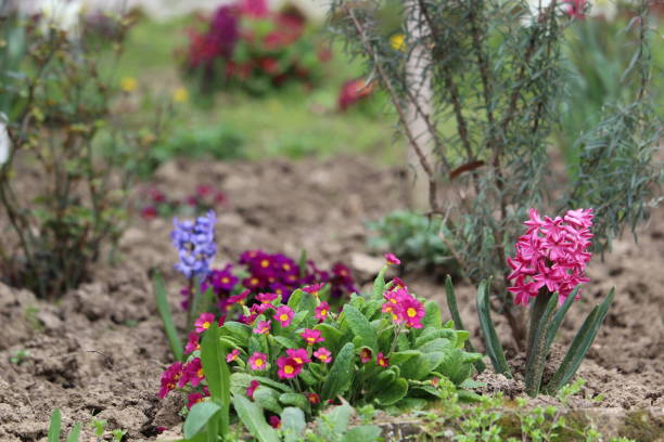 istock Colorful flowers 1029463550