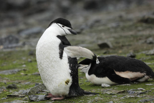 istock Chinstrap Penguin Habitat in Antarctica 1029467022