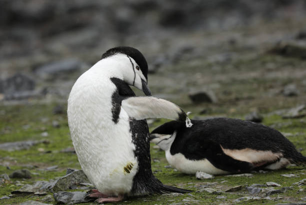 istock Chinstrap Penguin Habitat in Antarctica 1029467096