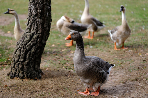 Toulouse and chinese domestic geese on the farm. Photography of nature and wildlife.