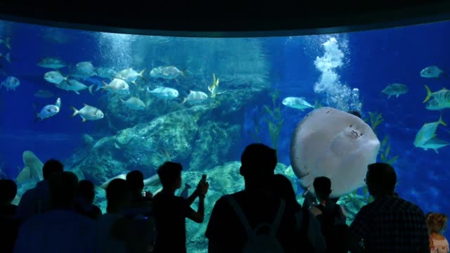 People At Aquarium Watch Divers Feeding Fish And Stingray