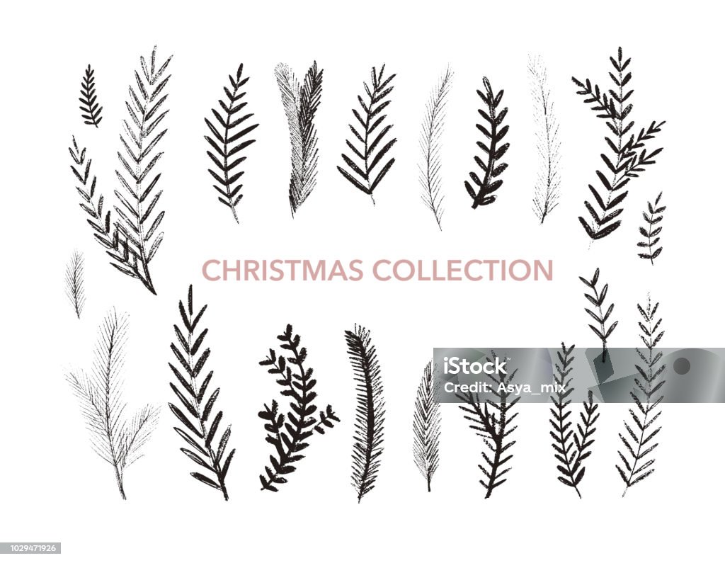 Collection of hand drawn fir branches. Collection of hand drawn fir branches. Christmas botanical elements. Branch - Plant Part stock vector