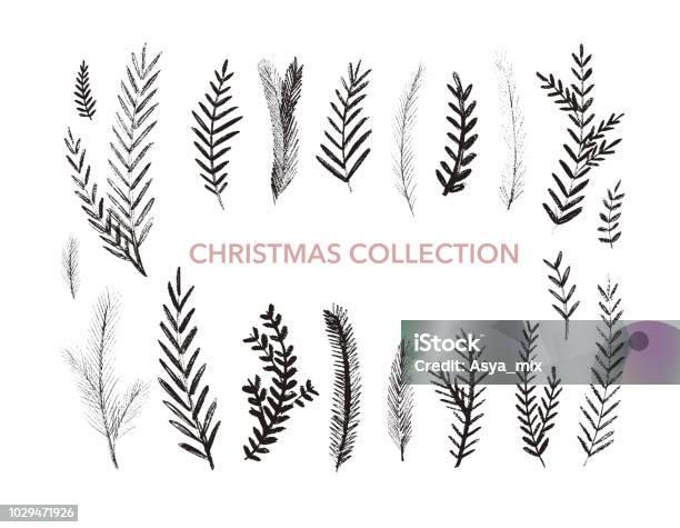 Collection Of Hand Drawn Fir Branches Stock Illustration - Download Image Now - Branch - Plant Part, Pine Tree, Christmas