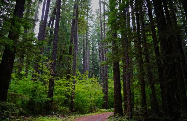 breitenbush rainforest nordstraße - mt hood national park stock-fotos und bilder