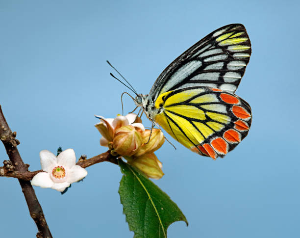 istock Butterfly Jezebel or Delias eucharis on pink flowers with sky background 1029488546