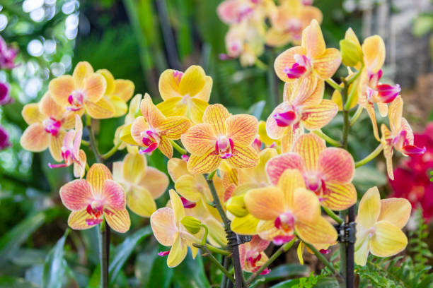 istock A beautiful orchid flower in a garden 1029496508
