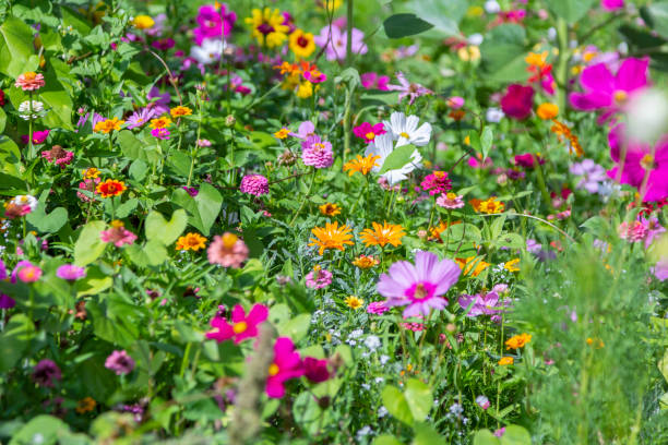 istock Different colorful flowers in a flower bed 1029496556