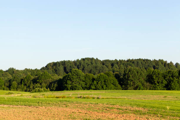 夏の風景 - footpath wood horizon nature ストックフォトと画像