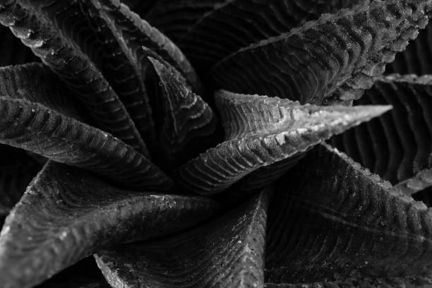 istock Full Frame Shot Of Succulent Plant 1029523462