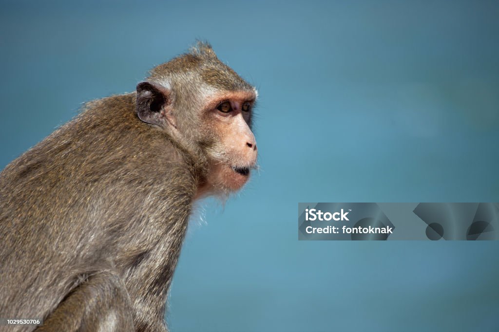 Niedlichen Affen - Lizenzfrei Fotografie Stock-Foto