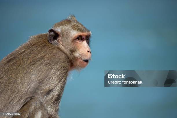 Niedlichen Affen Stockfoto und mehr Bilder von Fotografie - Fotografie, Grün, Horizontal