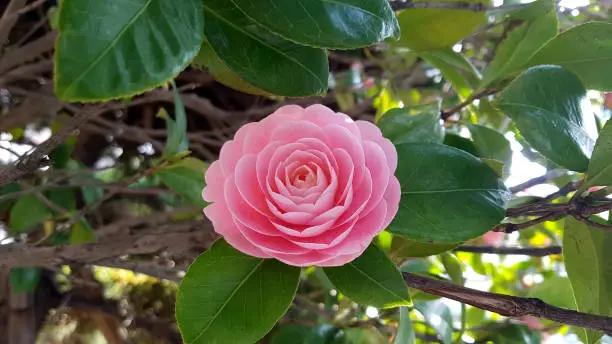 Beautiful pink camellia blooming in spring time.