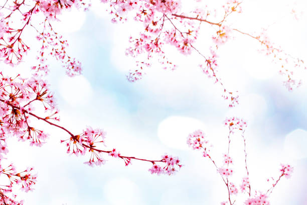 istock Beautiful cherry blossom sakura in spring time over sky.Cherry blossom in full bloom. 1029544760