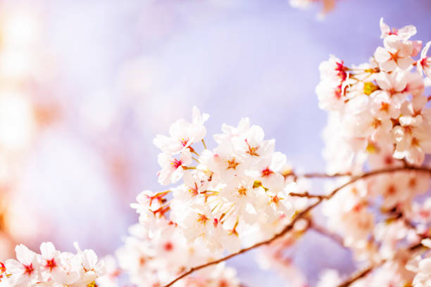 belle fleur de cerisier sakura au printemps dans le ciel. cerisiers en fleurs en pleine floraison. - nobody nature fragility close up photos et images de collection