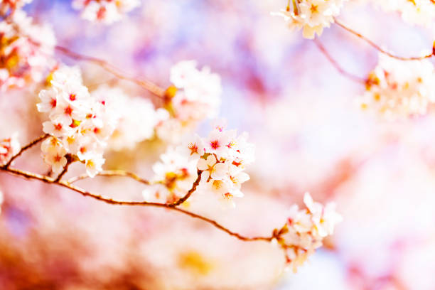 istock Beautiful cherry blossom sakura in spring time over sky.Cherry blossom in full bloom. 1029544780