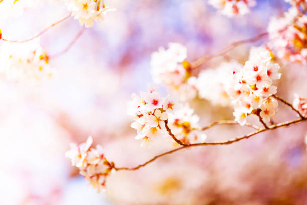 istock Beautiful cherry blossom sakura in spring time over sky.Cherry blossom in full bloom. 1029544842