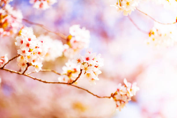 istock Beautiful cherry blossom sakura in spring time over sky.Cherry blossom in full bloom. 1029544872