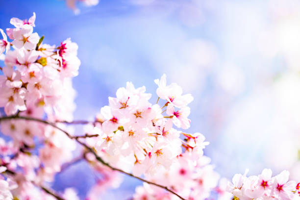istock Beautiful cherry blossom sakura in spring time over sky.Cherry blossom in full bloom. 1029544922