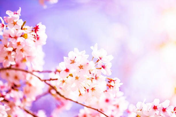 istock Beautiful cherry blossom sakura in spring time over sky.Cherry blossom in full bloom. 1029544936