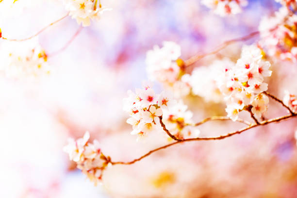 istock Beautiful cherry blossom sakura in spring time over sky.Cherry blossom in full bloom. 1029544958