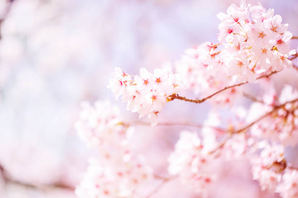 istock Beautiful cherry blossom sakura in spring time over sky.Cherry blossom in full bloom. 1029544968