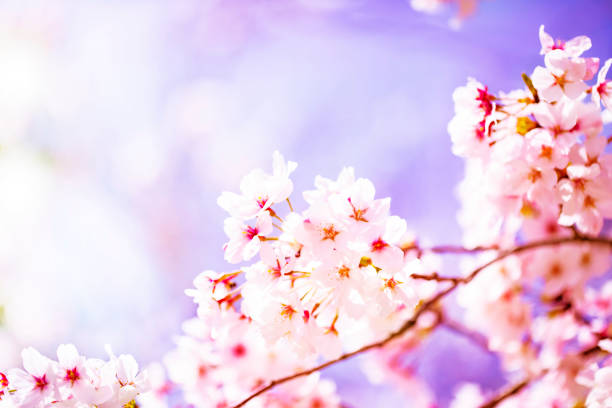 istock Beautiful cherry blossom sakura in spring time over sky.Cherry blossom in full bloom. 1029544976