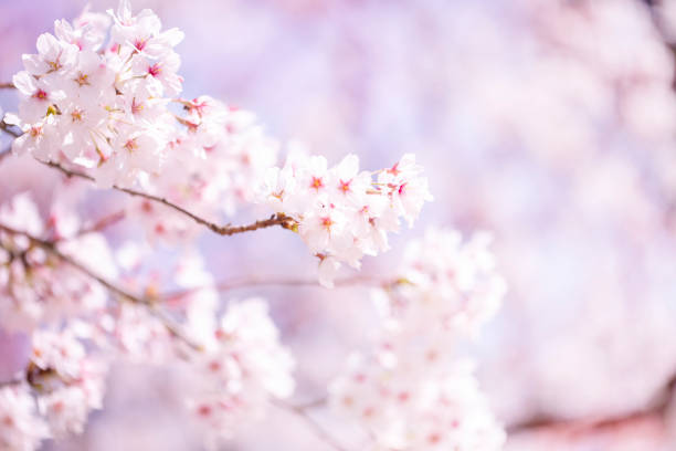 istock Beautiful cherry blossom sakura in spring time over sky.Cherry blossom in full bloom. 1029545264