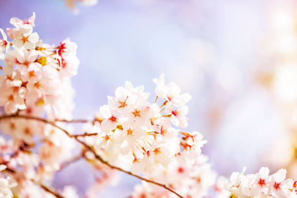 istock Beautiful cherry blossom sakura in spring time over sky.Cherry blossom in full bloom. 1029546768