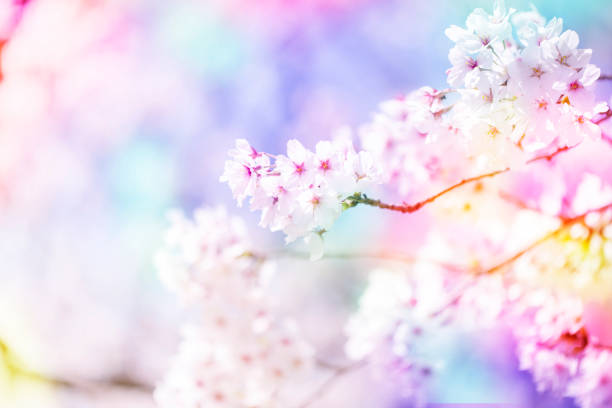 Beautiful cherry blossom sakura in spring time over colorful sky.Cherry blossom in full bloom.