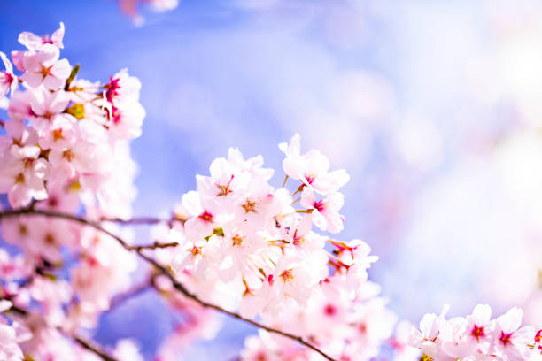 istock Beautiful cherry blossom sakura in spring time over sky.Cherry blossom in full bloom. 1029547010