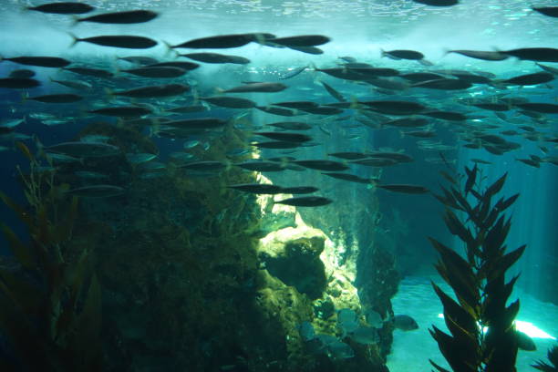 istock Marine aquatic life 1029547134