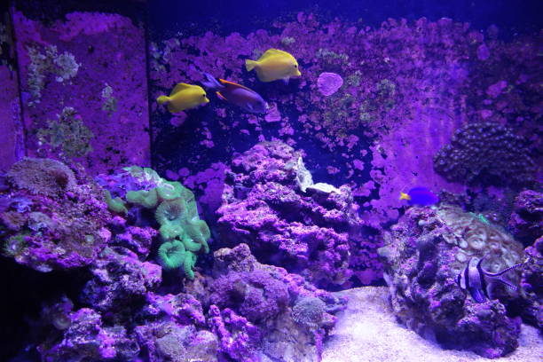 istock Marine aquatic life 1029547238