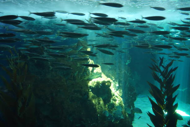 istock Marine aquatic life 1029549464