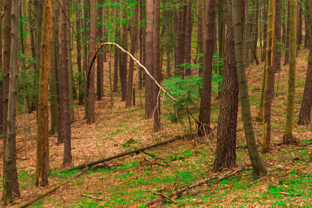 trunks of tall trees in a mixed forest