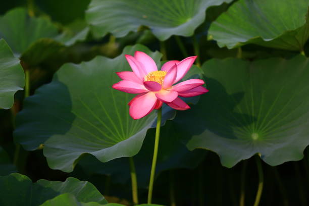 istock Blooming lotus flower, very beautiful 1029549792
