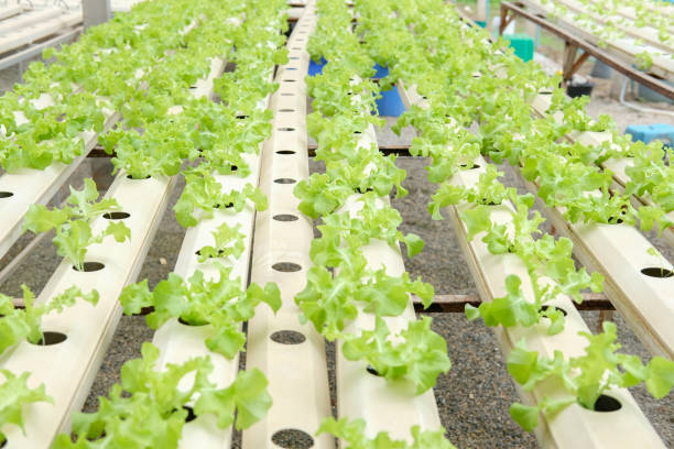 istock lettuce vegetable growing in greenhouse in hydroponic farm 1029549966