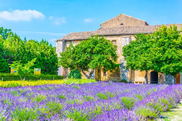 Lavender field in the monastery of Saint Paul de Mausole in France