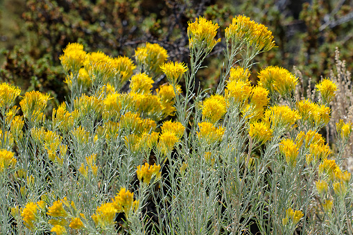 Yellow flower heads of chamisa, or rubber rabbitbrush, Ericameria nauseosa. Mono Lake, California, USA.