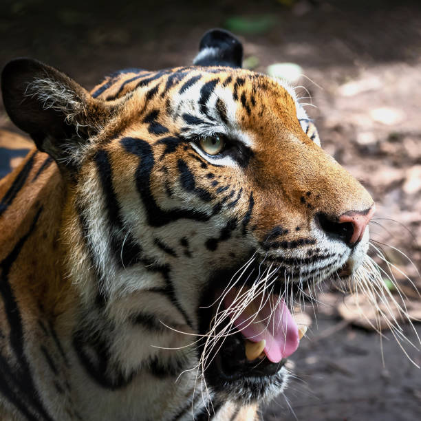 istock Portrait of tiger. 1029573120